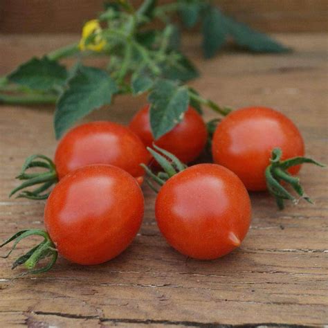 Riesentraube Tomato Seeds Most Popular Seeds