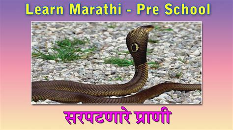 Reptiles In Marathi Learn Marathi For Kids Marathi Grammar