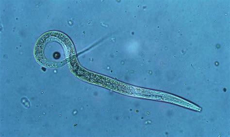 Plant Parasitic Nematodes The Seed Collection