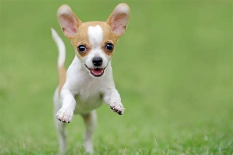Chihuahua information including personality, history, grooming, pictures, videos, and the akc breed standard. Chihuahua Steckbrief | Charakter, Wesen & Haltung