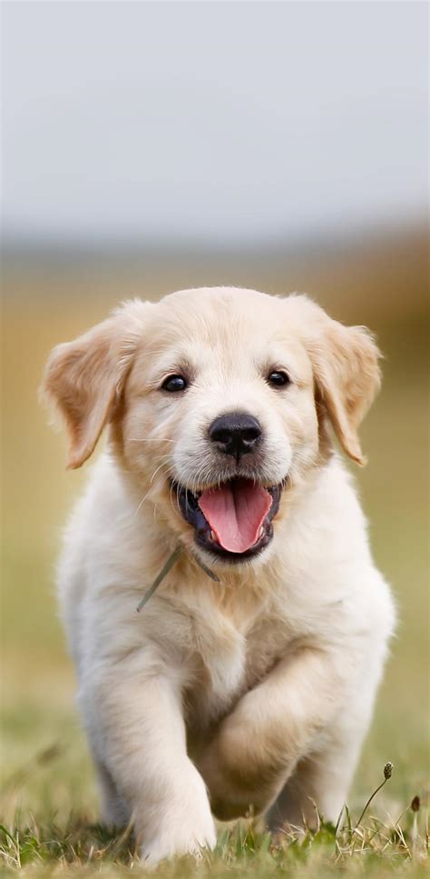 Happy Golden Retriever Puppy Dogperday