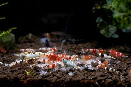 Wide Scene Group Of Dwarf Shrimp Enjoy Eat Food On Aquatic Soil With