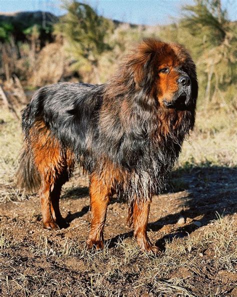 Tibetan Mastiff Vs Wolf Can Your Mastiff Defend You
