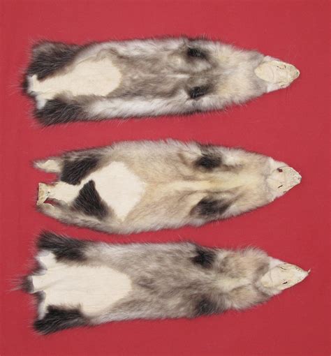Tanned Furs Opossum 7220 0649