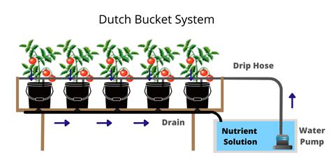 Dutch Bucket Hydroponic System Everything You Need To Know