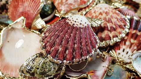 Picture Of Seashell Stock Images And Photos Webivm