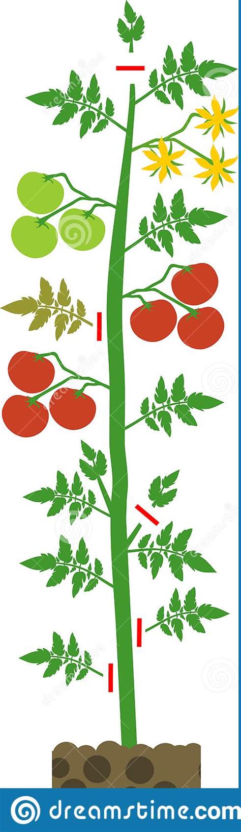 How To Prune Tomatoes Plant Tomato Pruning Scheme Stock