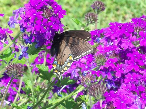 A Brown Butterfly Sitting On Top Of Purple Flowers