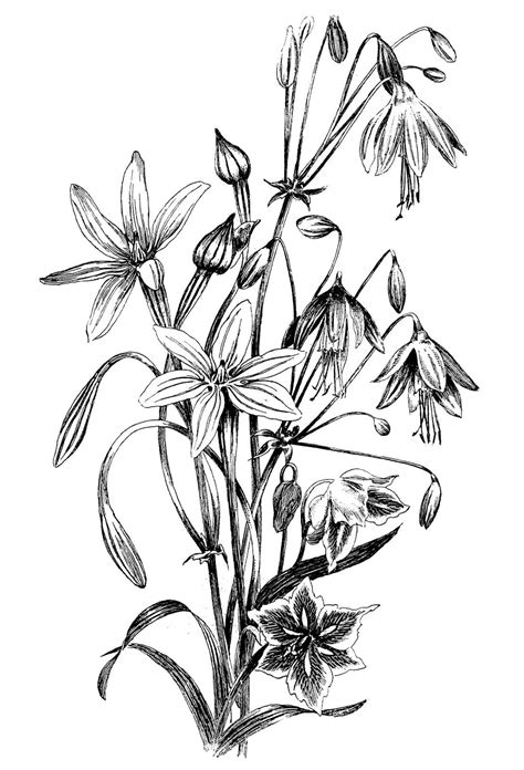 See more ideas about fairy art, faeries, fairy angel. Black and White Floral Drawing - The Graphics Fairy ...