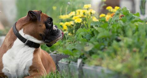 The common backyard plants in this list may be only mildly poisonous to dogs or may cause more serious canine health problems. Avoid These Toxic Plants to Dogs In Your Garden