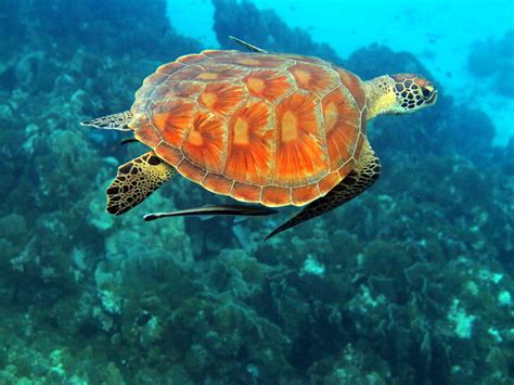 Similan Turtles Gallery Andaman Snorkel Discovery