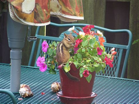 Also learn about damage to plants and gardens that result from infestation. A little chipmunk munching on my impatiens! | Planter pots ...
