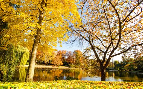 Beautiful Autumn Yellow Leaves River Trees Wallpaper Nature And