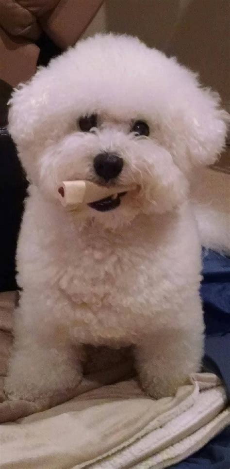 Bailey And His Favorite Bone Puppies And Kitties Teacup Puppies Cute