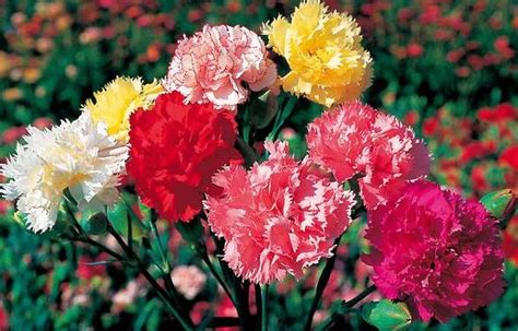 Carnation Flower Growing For Beginners Asia Farming
