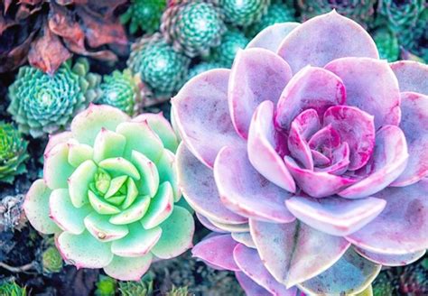 127 Stunning Desert Plants And Succulents