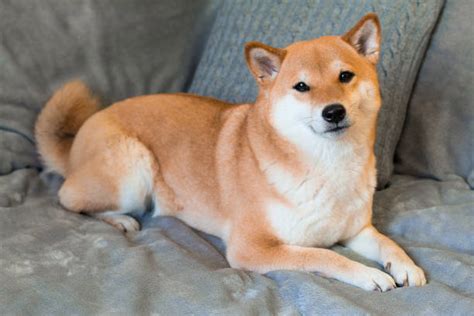 14400 Shiba Inu Stock Photos Pictures And Royalty Free Images Istock
