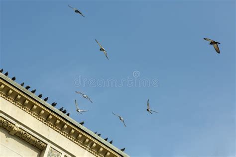 Pigeons In The City Stock Image Image Of Landng Bird 113285315