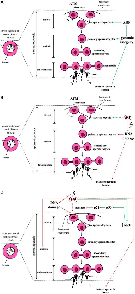 Schematic Presentation Of The Spermatogenesis Stages Across The Wall Of