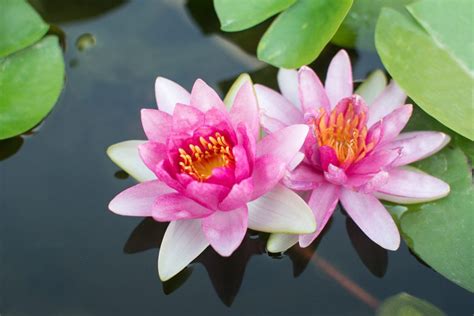Top 7 Most Beautiful Aquatic Flowers In The World Top To Find