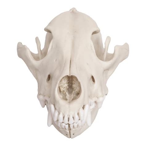 Replica Mexican Gray Wolf Skull — Skulls Unlimited International Inc