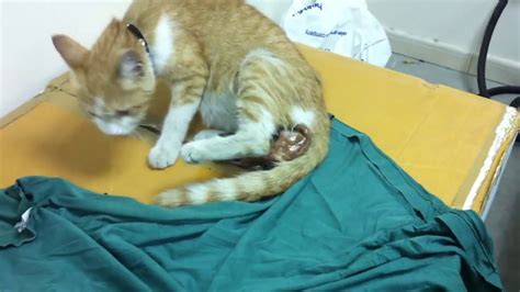 Our Cat Giving Birth At My Workplace Youtube