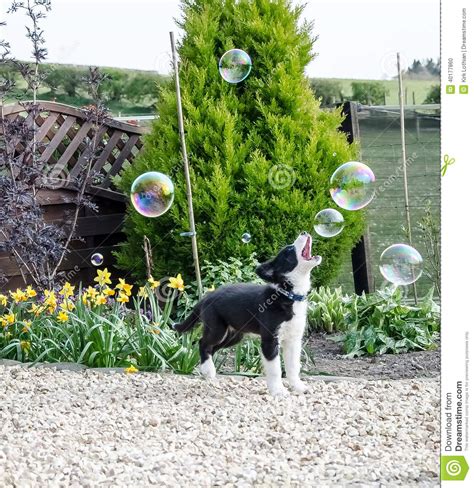 Black And White Border Collie Puppy Playing With Bubbles