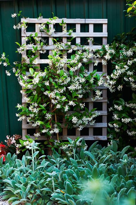 Climbing Plants 7 Fast Growing Climbers Vines And Creepers Homes To