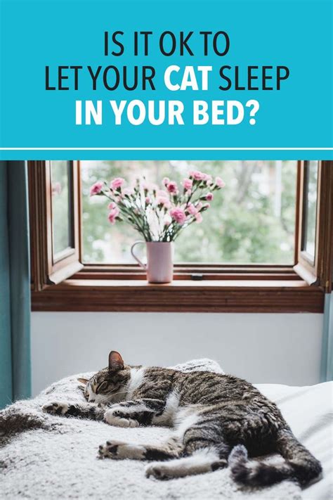 Is It Ok To Let Your Cat Sleep In Your Bed Cats Cat Sleeping Cat