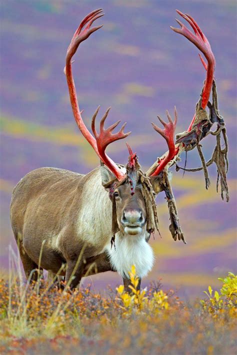 This Deer With Gigantic Antlers Shedding Its Velvet Rnatureismetal