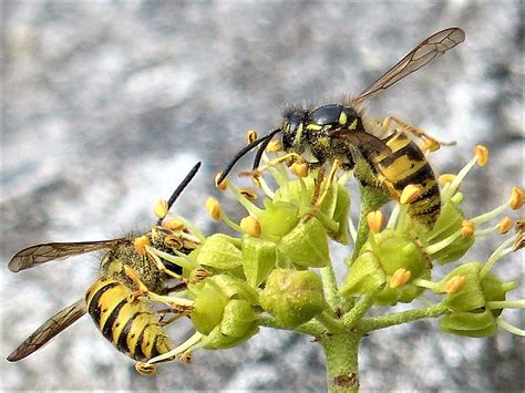 Common Wasps On Ivy Attyslany Wood August 2017 Wasp Ivy Irish