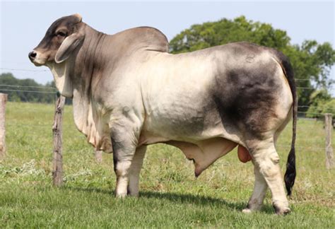 Brahman Cattle Photo Gallery Br Cutrer Inc