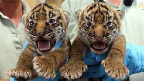 Endangered Tiger Cubs Born At Zoo — And Yes Theyre Adorable Sun