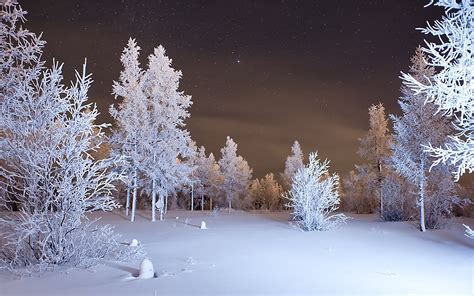 Pine Trees Covered In Snow At Night Hd Wallpaper