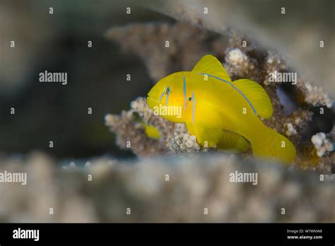 Lemon Coral Goby Gobiodon Citrinus Sheltering In The Branches Of