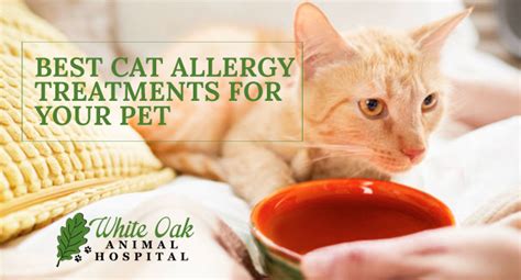 Learn about what causes allergies, what the symptoms are, and how you can treat them properly. Best Cat Allergy Treatments For Your Pet | White Oak ...