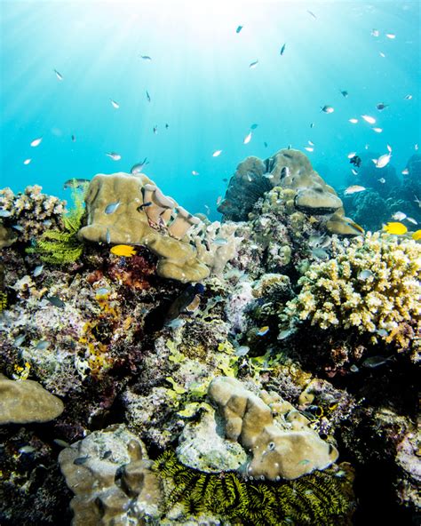 The Great Barrier Reef Is Losing Its Ability To Bounce