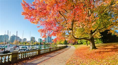 Best Places To See Fall Leaves In Vancouver Vancouver Lookout