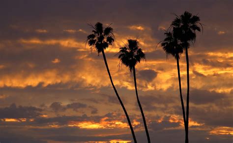 Palms At Sunset 030819