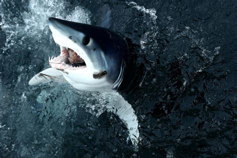Mystery Sea Creature Bites Head Of Mako Shark Clean Off London