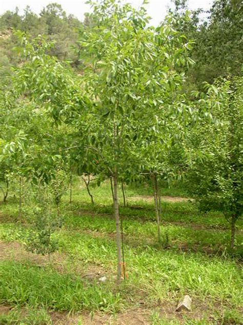 Cassidy Farms Nursery Tree And Shrub List Lanceleaf Cottonwood