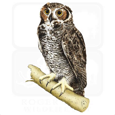 Great Horned Owl Art
