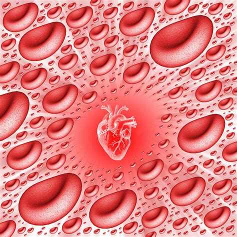 Heart And Red Blood Cells Photograph By Mehau Kulyk Fine Art America