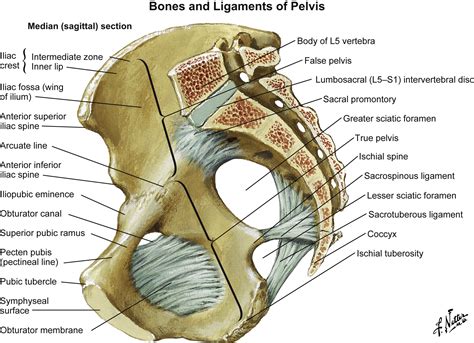 Surgical Anatomy Of The Pelvis And The Anatomy Of Pelvic Support The