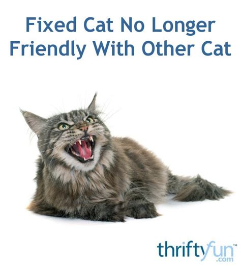 Fixed Cat No Longer Friendly With Other Cat Thriftyfun