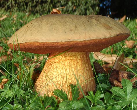 Suillellus Luridus The Ultimate Mushroom Guide