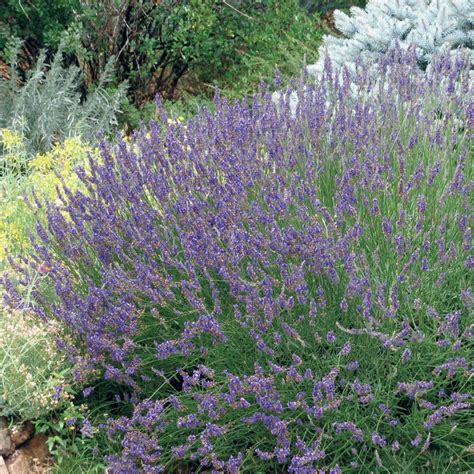 Grosso French Lavender Lavandula Intermedia High Country Gardens
