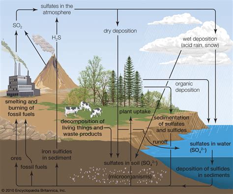 Sulfur Cycle Definition Steps Diagram Importance And Facts Britannica