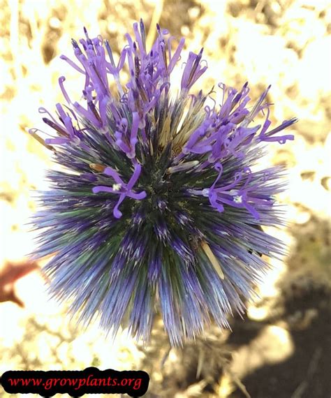 Globe Thistle How To Grow And Care