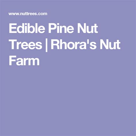 Edible Pine Nut Trees Rhoras Nut Farm Pine Nut Tree Edible Farm